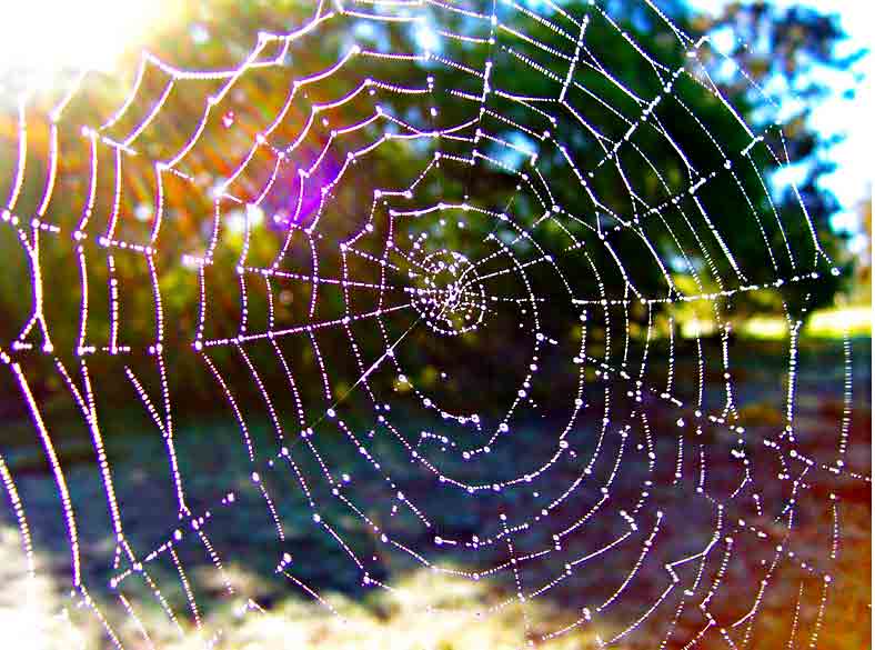 Dewdrops on Web